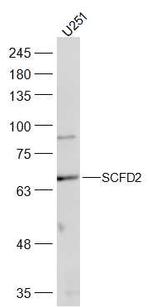 SCFD2 Antibody in Western Blot (WB)