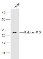 Histone H1.X Antibody in Western Blot (WB)