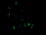 CYP3A4 Antibody in Immunocytochemistry (ICC/IF)