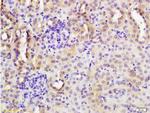 CYP3A4 Antibody in Immunohistochemistry (Paraffin) (IHC (P))