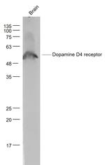 DRD4 Antibody in Western Blot (WB)