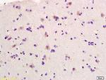 Elastin Antibody in Immunohistochemistry (Paraffin) (IHC (P))