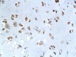 Elastin Antibody in Immunohistochemistry (Paraffin) (IHC (P))