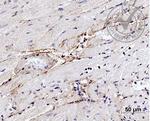 Elastin Antibody in Immunohistochemistry (Paraffin) (IHC (P))