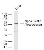 Elastin Antibody in Western Blot (WB)