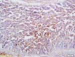 Ephrin A1 Antibody in Immunohistochemistry (Paraffin) (IHC (P))