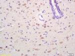 EPH receptor A4 Antibody in Immunohistochemistry (Paraffin) (IHC (P))