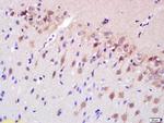 Spastin Antibody in Immunohistochemistry (Paraffin) (IHC (P))