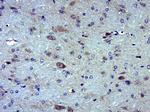 MOXD1 Antibody in Immunohistochemistry (Paraffin) (IHC (P))