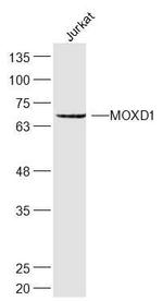 MOXD1 Antibody in Western Blot (WB)