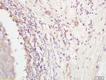 Follistatin Antibody in Immunohistochemistry (Paraffin) (IHC (P))