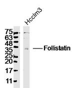 Follistatin Antibody in Western Blot (WB)
