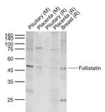 Follistatin Antibody in Western Blot (WB)