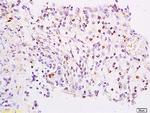 FOXJ1/HFH-4 Antibody in Immunohistochemistry (Paraffin) (IHC (P))