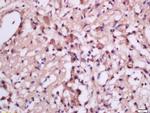 MSRB2 Antibody in Immunohistochemistry (Paraffin) (IHC (P))