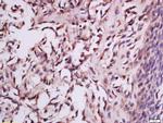 MSRB2 Antibody in Immunohistochemistry (Paraffin) (IHC (P))