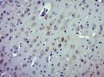 CRMP2 Antibody in Immunohistochemistry (Paraffin) (IHC (P))