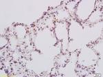 GPR78 Antibody in Immunohistochemistry (Paraffin) (IHC (P))