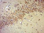 Pro-Neuregulin 1 Antibody in Immunohistochemistry (Paraffin) (IHC (P))