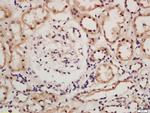 IRF9 Antibody in Immunohistochemistry (Paraffin) (IHC (P))