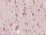 Mitofilin/IMMT Antibody in Immunohistochemistry (Paraffin) (IHC (P))