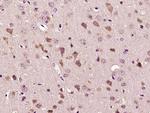 Mitofilin/IMMT Antibody in Immunohistochemistry (Paraffin) (IHC (P))