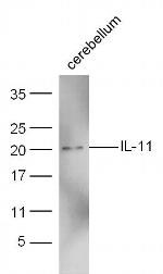 IL-11 Antibody in Western Blot (WB)