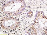 IL-15 Antibody in Immunohistochemistry (Paraffin) (IHC (P))