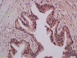 LMAN1 Antibody in Immunohistochemistry (Paraffin) (IHC (P))