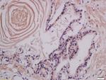 LMAN1 Antibody in Immunohistochemistry (Paraffin) (IHC (P))