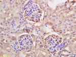 PGC1 alpha + beta Antibody in Immunohistochemistry (Paraffin) (IHC (P))