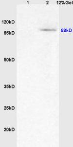 PGC1 alpha + beta Antibody in Western Blot (WB)