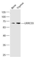 LRRC33 Antibody in Western Blot (WB)