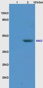 LEF-1 Antibody in Western Blot (WB)