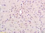 alpha MSH Antibody in Immunohistochemistry (Paraffin) (IHC (P))