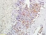 alpha MSH Antibody in Immunohistochemistry (Paraffin) (IHC (P))