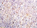 DUSP1/MKP1 Antibody in Immunohistochemistry (Paraffin) (IHC (P))