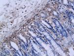 MMP-12 Antibody in Immunohistochemistry (Paraffin) (IHC (P))