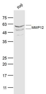 MMP-12 Antibody in Western Blot (WB)