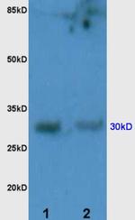 PD-1/CD279 Antibody in Western Blot (WB)