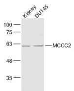 MCCC2 Antibody in Western Blot (WB)