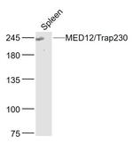 MED12/Trap230 Antibody in Western Blot (WB)