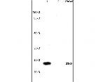 Securin/PTTG Antibody in Western Blot (WB)