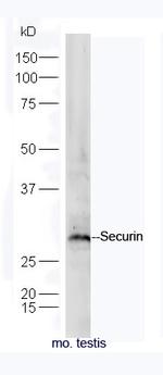 Securin/PTTG Antibody in Western Blot (WB)