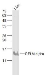 RELMa/RELM alpha Antibody in Western Blot (WB)