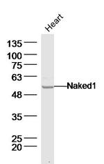 Naked1 Antibody in Western Blot (WB)