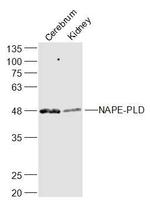 NAPE-PLD Antibody in Western Blot (WB)