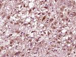 Phospho-NeuroD1 (Ser274) Antibody in Immunohistochemistry (Paraffin) (IHC (P))