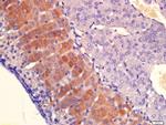 PLAUR Antibody in Immunohistochemistry (Paraffin) (IHC (P))