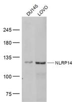 NLRP14 Antibody in Western Blot (WB)